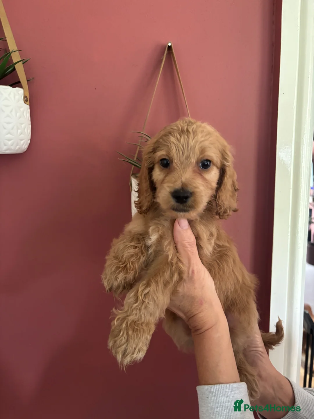 Cockapoo dogs for sale: Only 2 left available 🐶 F1 cockapoos  - Advert 1