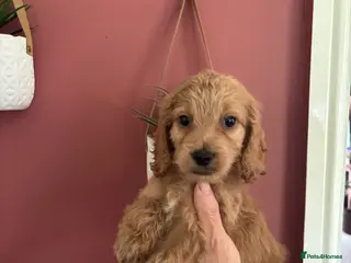 Cockapoo dogs Only 2 left available 🐶 F1 cockapoos - Advert 3