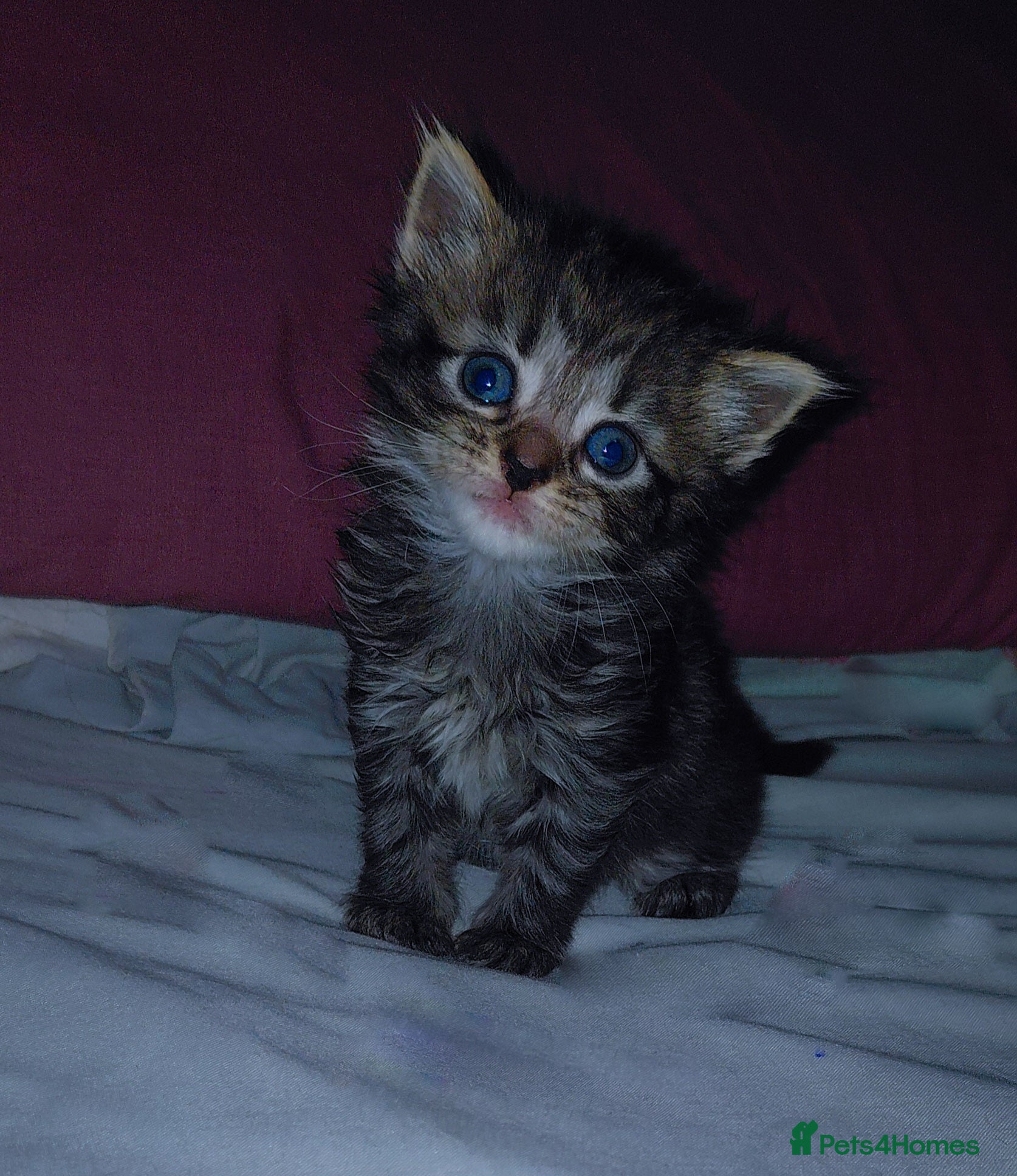 Mixed Breed cats mixed munchkins  - Advert 10