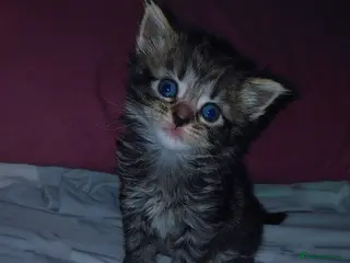 Mixed Breed cats mixed munchkins - Advert 10