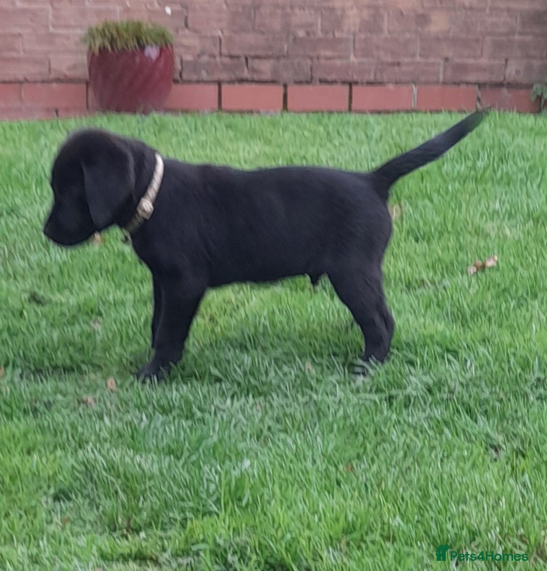 Labrador Retriever dogs for sale: Black labrador puppy - Image 2