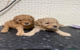 Toy Poodle dogs for sale: Toy Poodle Pups 5 🌟 Council License  - Image 11
