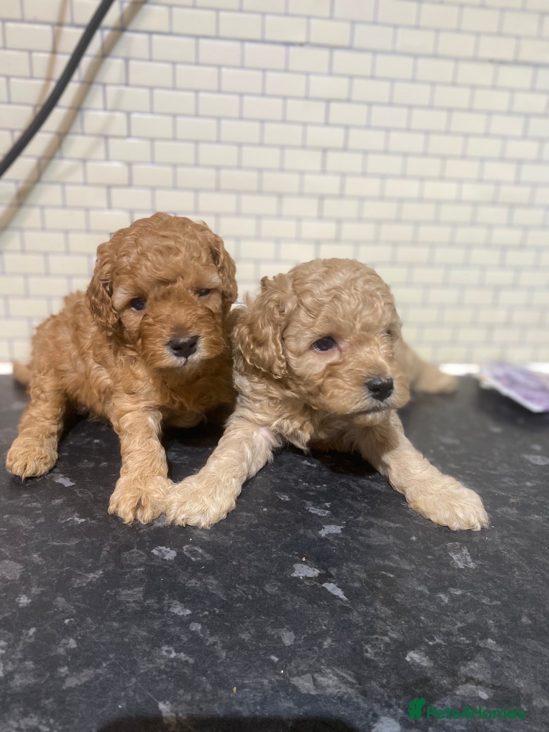 Toy Poodle dogs for sale: Toy Poodle Pups 5 🌟 Council License  - Image 11