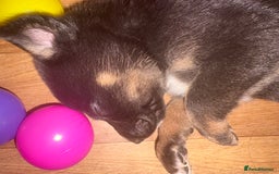Mixed Breed dogs for sale: Lurcher x German Shepard puppies forsale - Image 25