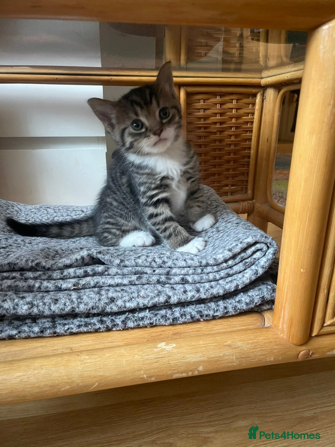 Mixed Breed cats for sale: Sweet kitty for sale 🩷🩷🩷 - Advert 5