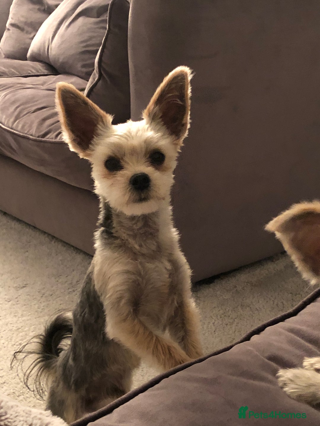 Morkie dogs for sale: Morkie Boy  - Advert 1