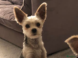 Morkie dogs Morkie Boy - Advert 4