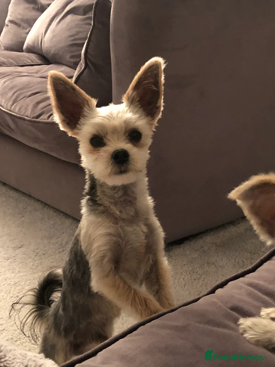 Morkie dogs for sale: Morkie Boy  - Advert 1