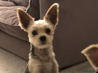 Morkie dogs Morkie Boy - Advert 6