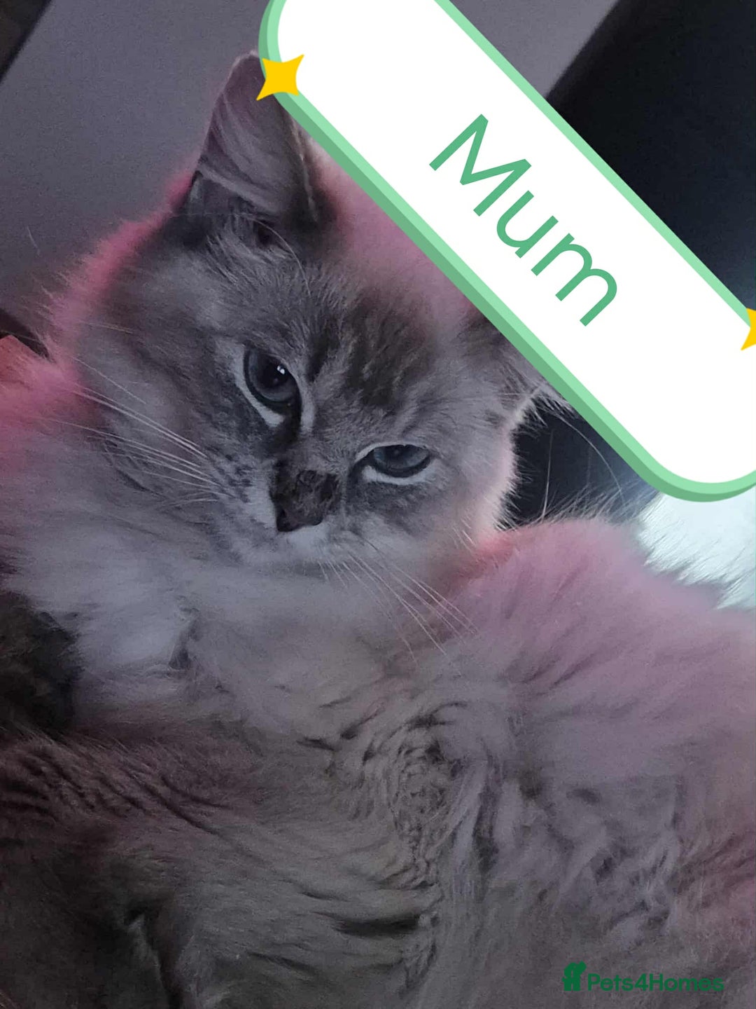 Ragdoll cats for sale: Beautiful ragdolls  - Advert 1