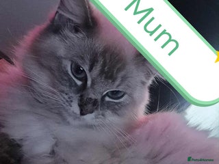 Ragdoll cats Beautiful ragdolls - Advert 1