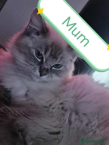 Ragdoll cats Beautiful ragdolls - Advert 6