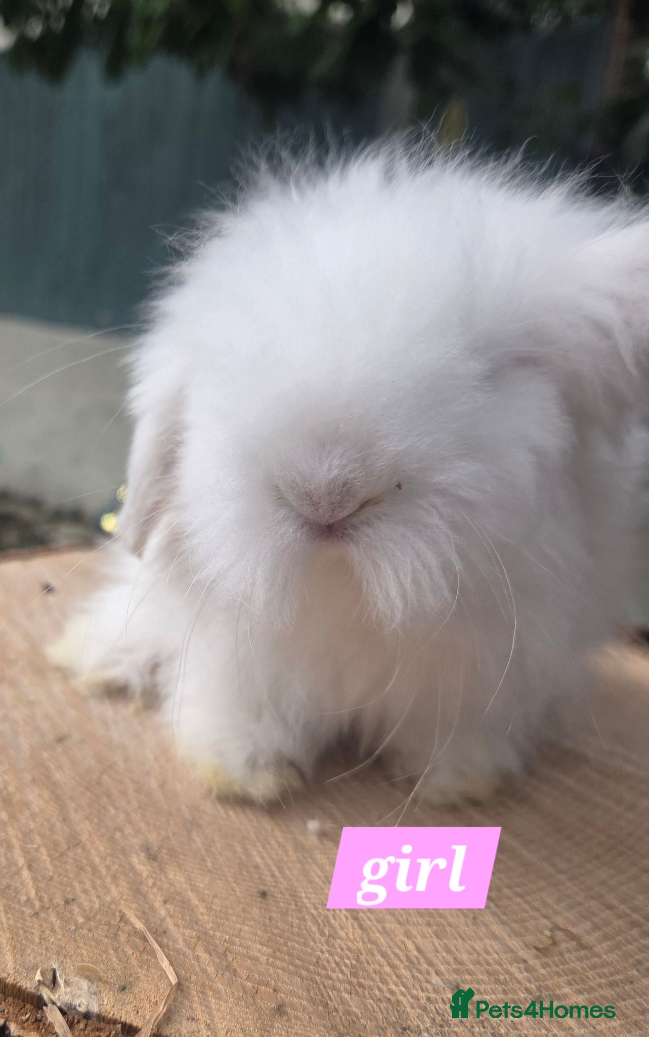 Angora rabbits  Super fluffy baby teddywidders ready now - Advert 2