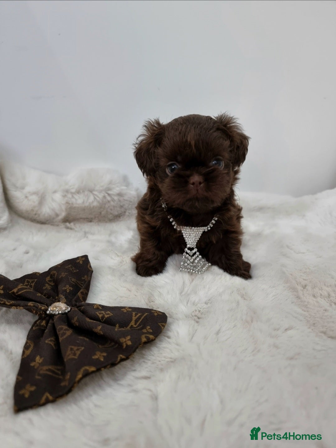 Shih Tzu dogs Last gorgeous tiny chocolate boy available - Advert 1