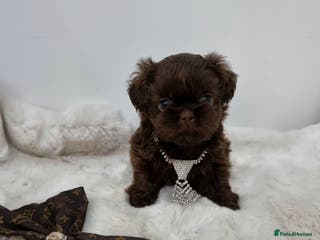 Shih Tzu dogs Last gorgeous tiny chocolate boy available - Advert 1