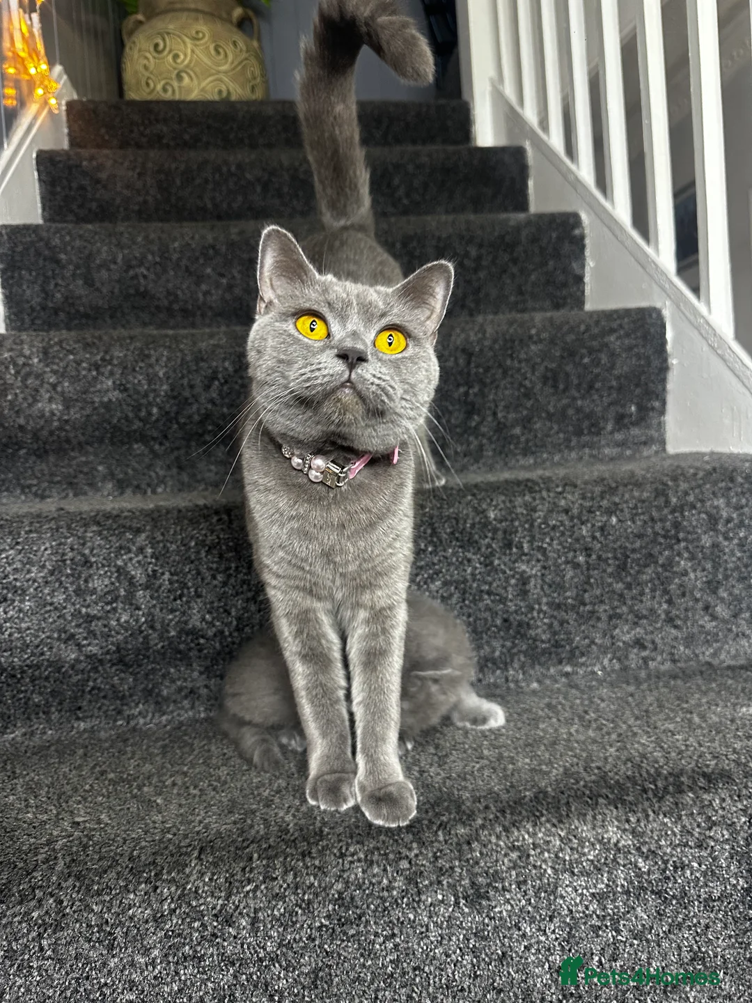 British Shorthair cats for sale: 3 Gorgeous British Shorthair Kittens  - Advert 5