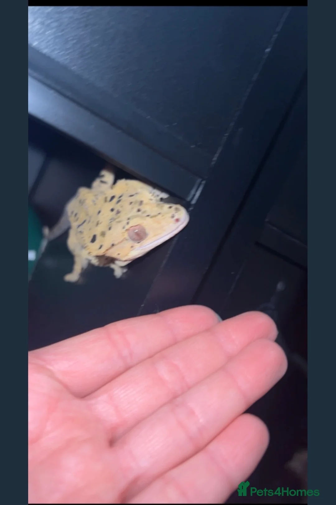 Gecko reptiles for sale: Super Dalmatian Crested Gecko £380 - Advert 6