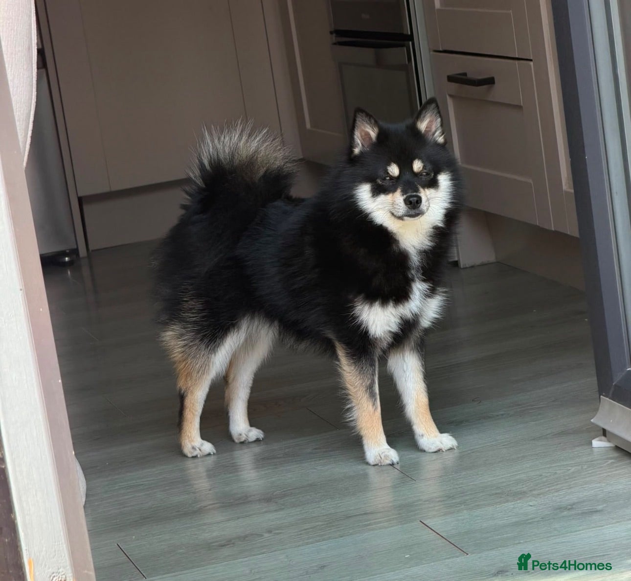 Pomeranian dogs Girl Pomeranian for sale (£650) - Advert 2