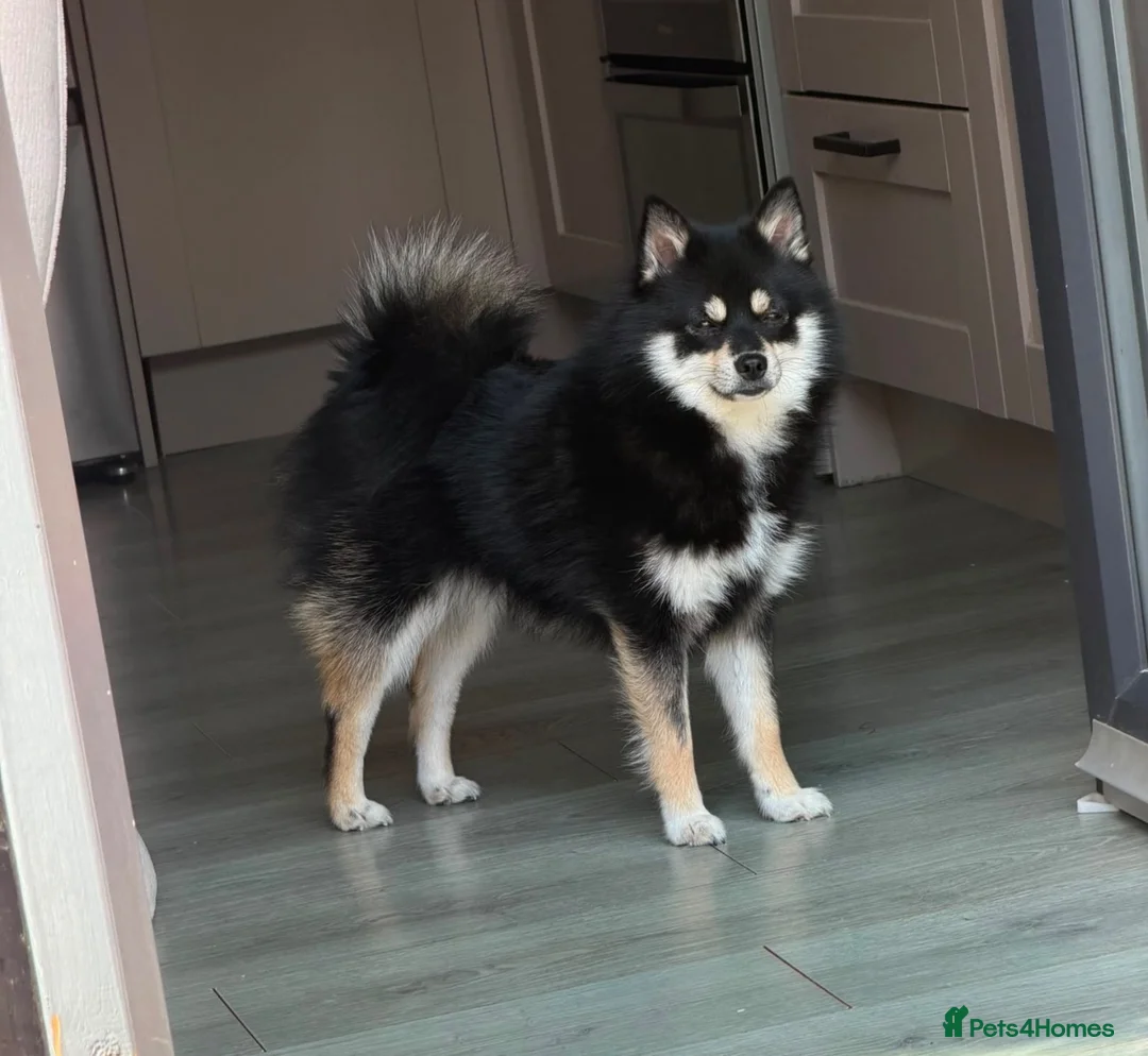 Pomeranian dogs for sale: Girl Pomeranian for sale (£650) - Advert 1