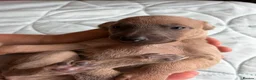 Whippet dogs for sale: Beautiful  KC whippet puppies  - Advert 15