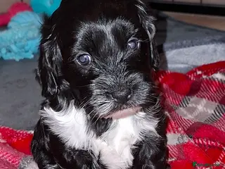 Cockapoo dogs *REDUCED* Beautiful miniature cockapoo puppies - Advert 2