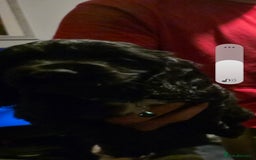 Sprocker dogs for sale: Sprocker  - Image 15