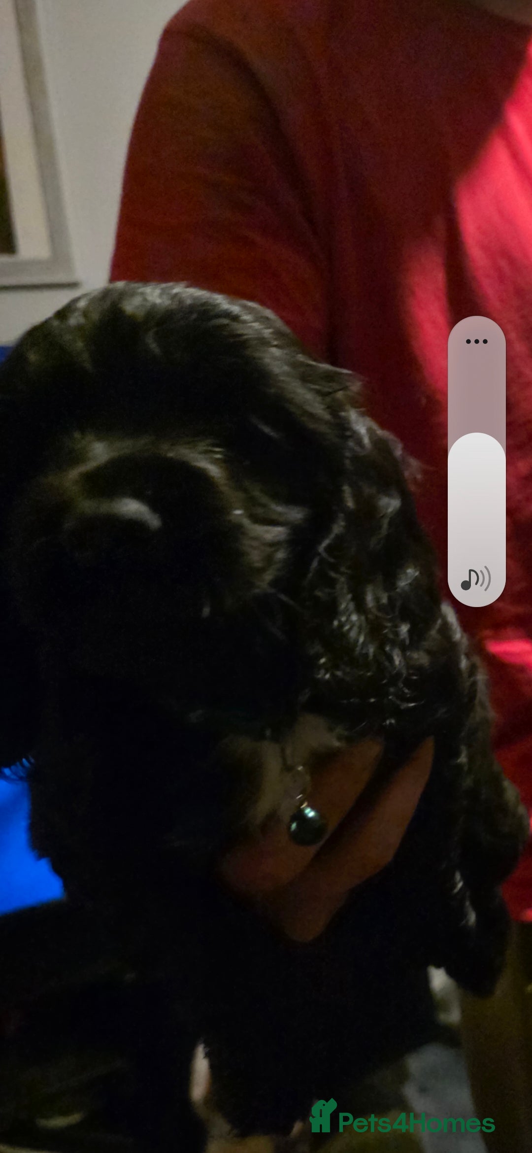 Sprocker dogs for sale: Sprocker  - Image 15