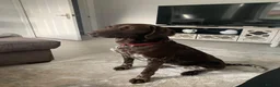 German Shorthaired Pointer dogs for sale: Exceptional KC GSP Puppies  - Advert 11