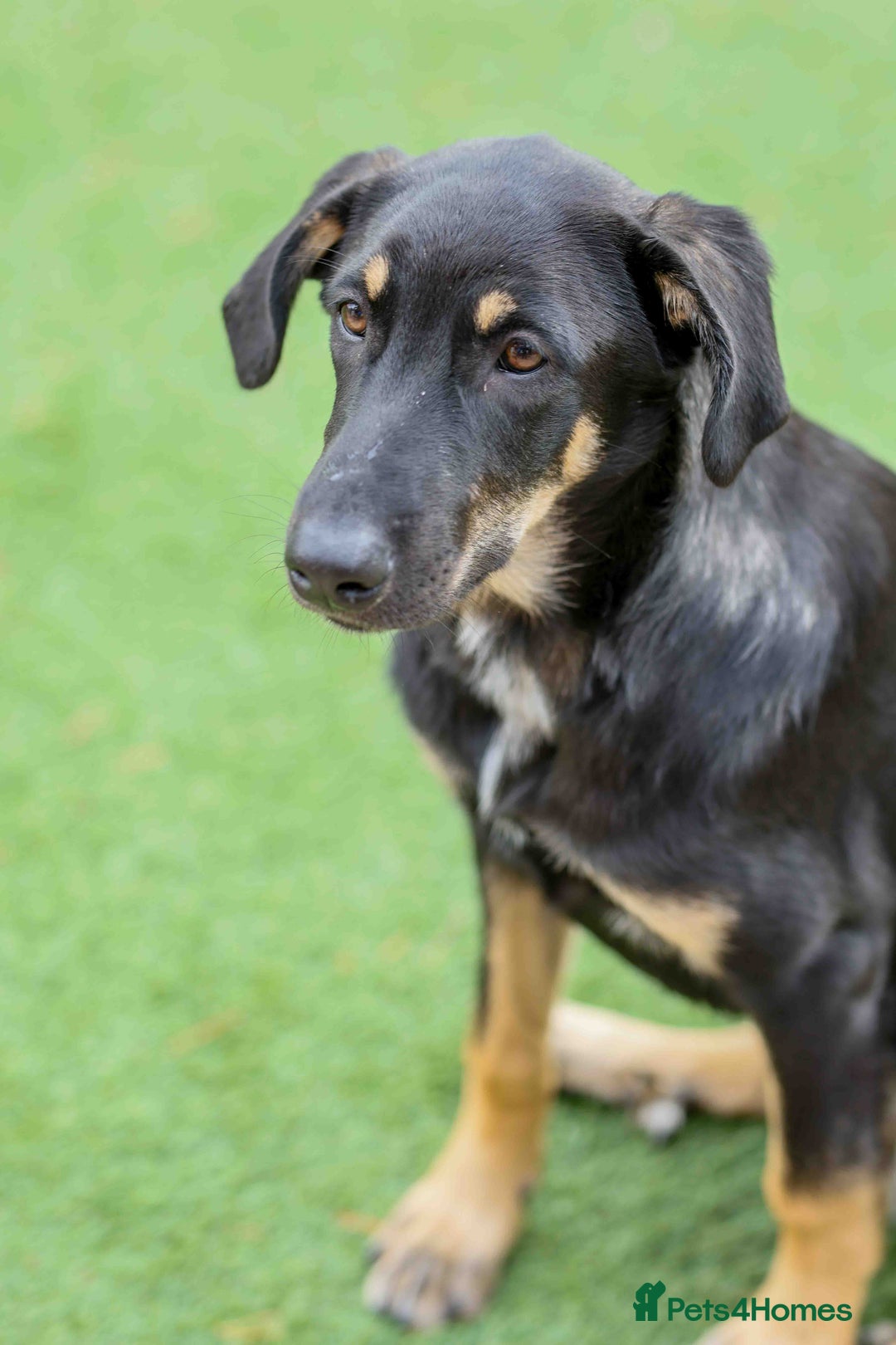 Mixed Breed dogs for adoption: Sweet Stella - reserved - Advert 11