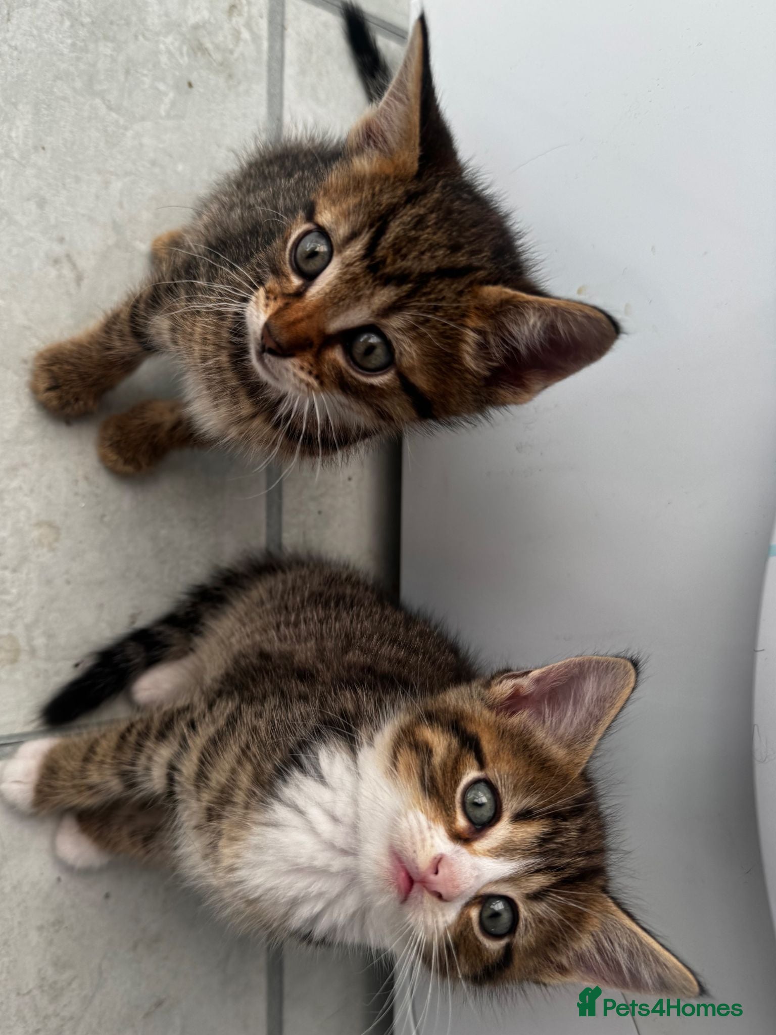 Mixed Breed cats Maincoon mixed kittens - Advert 1