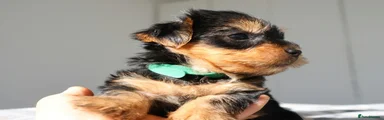 Yorkshire Terrier 4