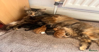 Persian cats in Saint Helens - Advert 10