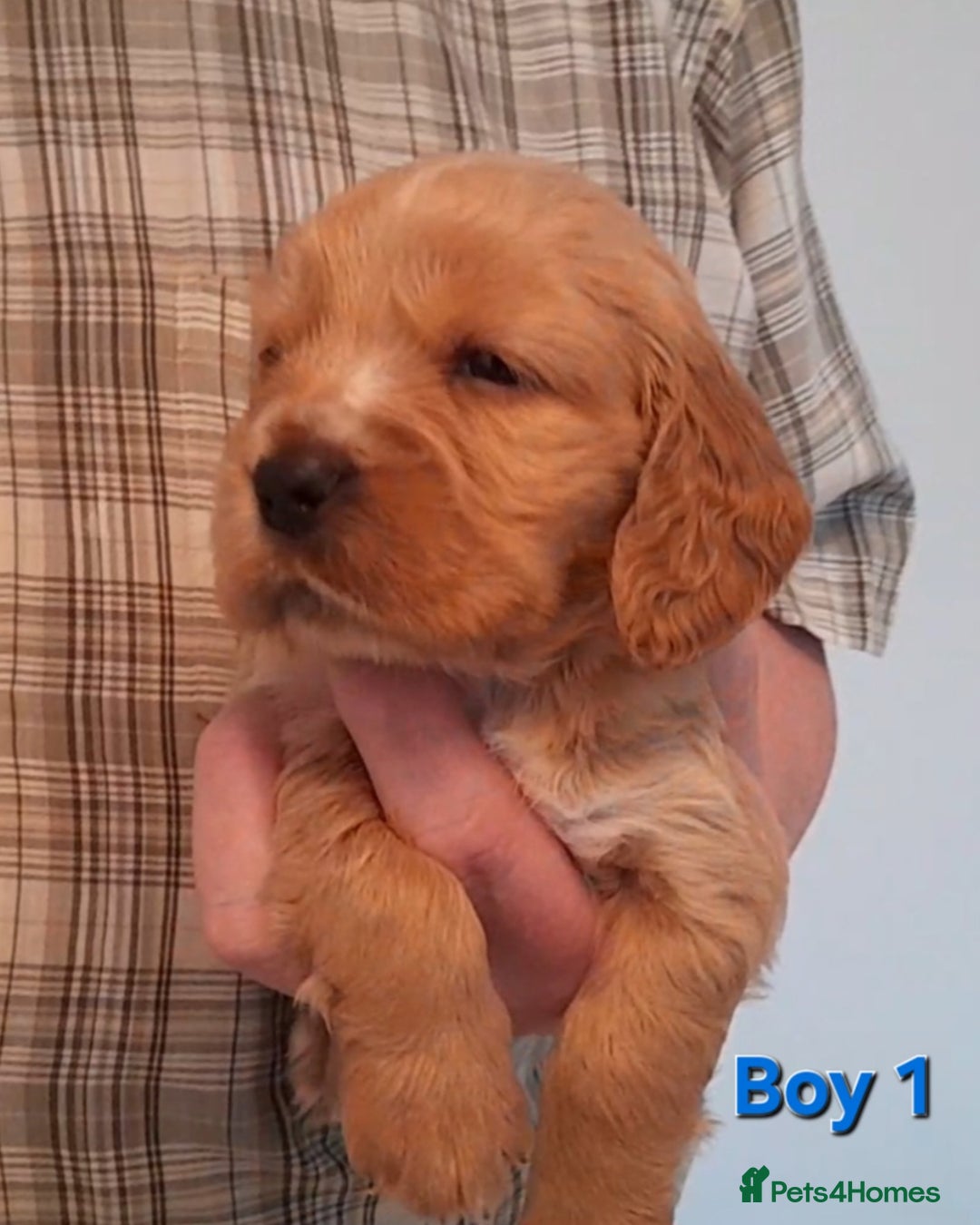 Sprocker dogs for sale: Sprocker x Cocker Puppies - Advert 7