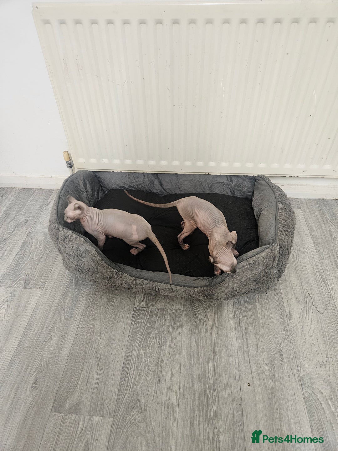 Sphynx cats for sale: X2 Female Sphynx Cats - Advert 5