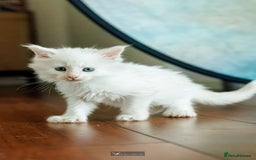 Maine Coon cats for sale: White Polydactyl boy / Russian import parents - Advert 17