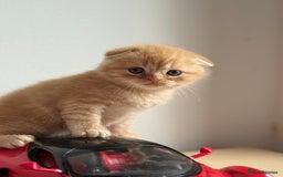 Scottish Fold cats for sale: Adorable 2 Scottish Fold and 1 Scottish straight  - Image 2