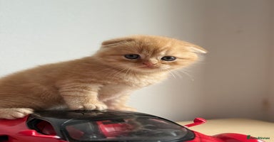 Scottish Fold cats - Advert 3