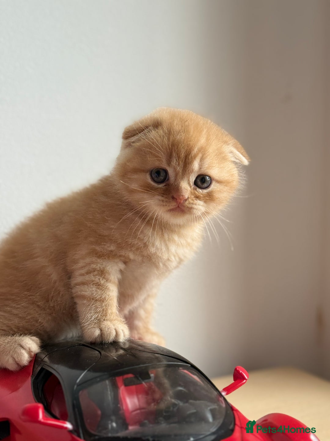 Scottish Fold cats for sale: Adorable 2 Scottish Fold and 1 Scottish straight  - Image 2