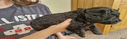 Cavapoochon dogs for sale: Cavapoochon puppies - Advert 5
