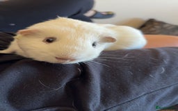 Guinea Pig rodents for sale: Male Guinea Pig- Cheesecake - Image 1