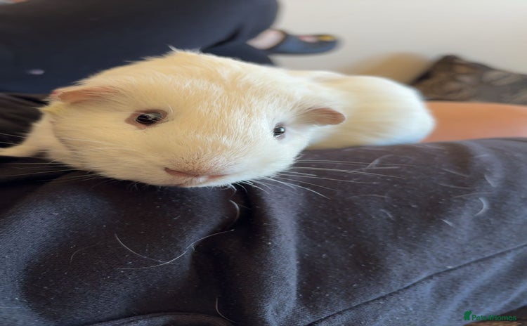 Guinea Pig rodents - Advert 7