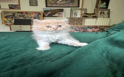British Shorthair cats for sale: Beautiful litter of British short hair kittens - Image 3