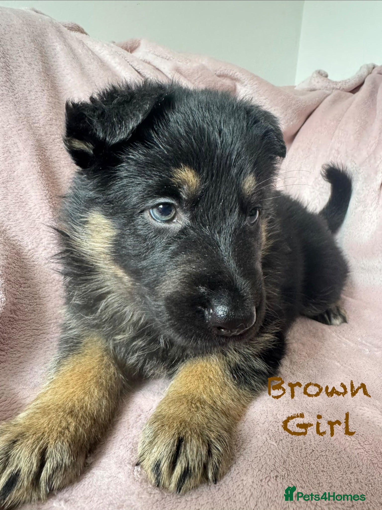 German Shepherd dogs Stunning Family Raised German Shepherd Puppies - Advert 5