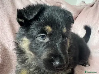 German Shepherd dogs Stunning Family Raised German Shepherd Puppies - Advert 5