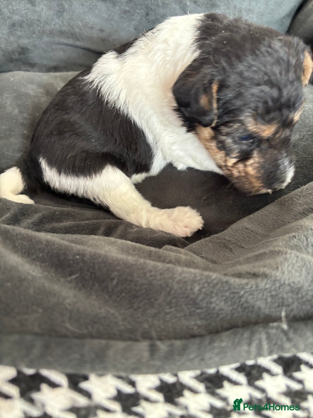 Fox Terrier dogs for sale: Stunning wire fox terrier puppies  - Image 20