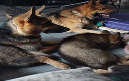German Shepherd dogs for sale: 7 Beautiful German shepherd puppies 🐶 💜 🩵  - Image 11