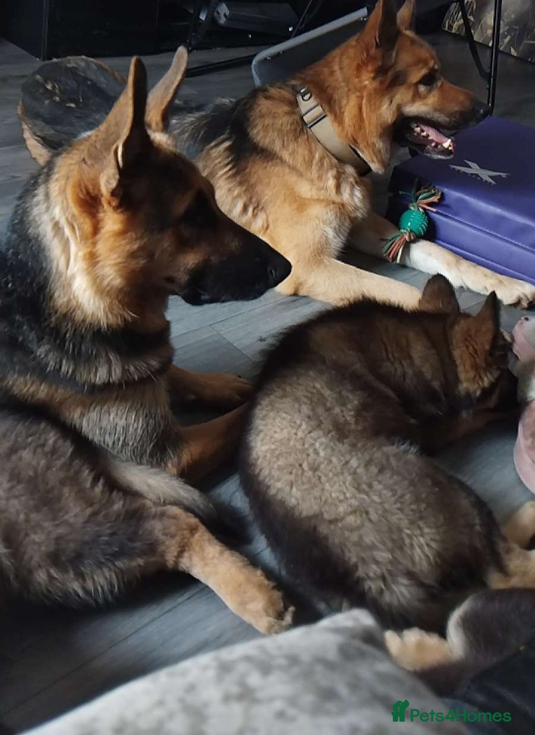 German Shepherd dogs for sale: 7 Beautiful German shepherd puppies 🐶 💜 🩵  - Image 11
