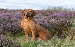 Labrador Retriever dogs for sale: Kc reg fox red working Labradors  - Image 17