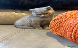 British Shorthair cats for sale: British Shorthair  - Image 4