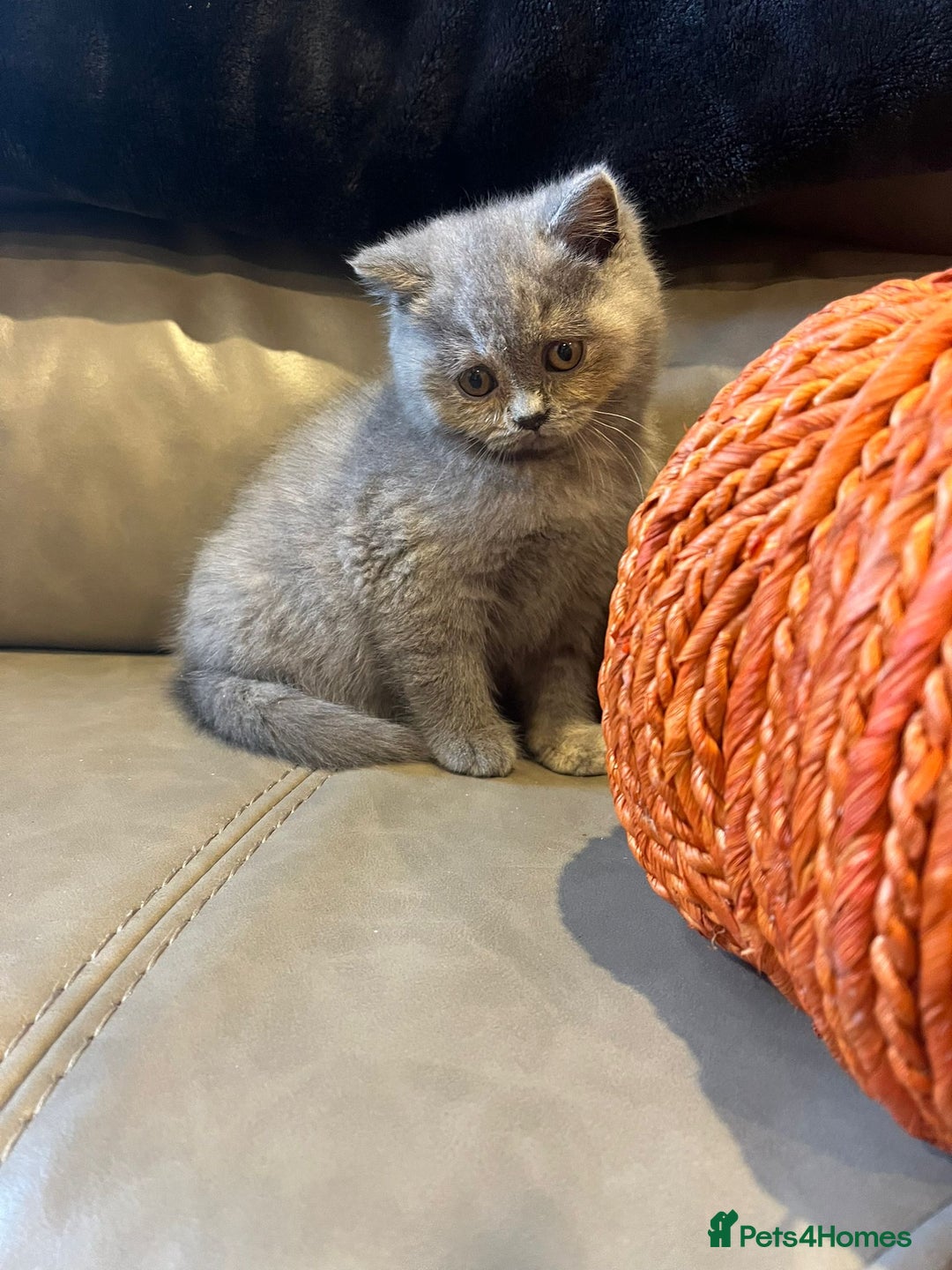 British Shorthair cats for sale: British Shorthair  - Image 4
